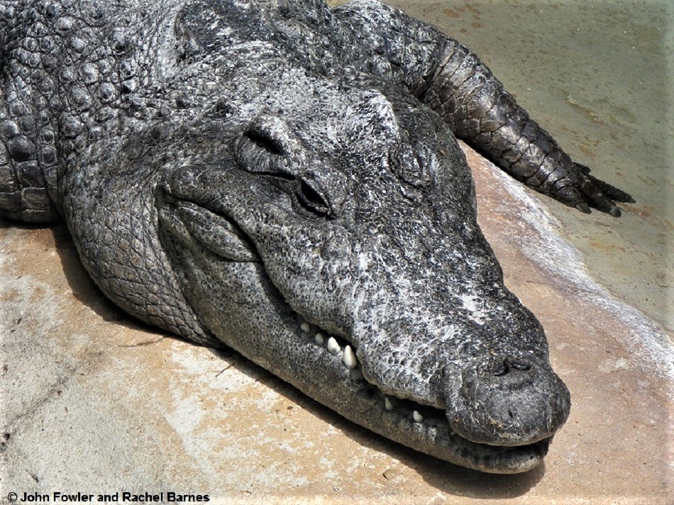 Siamese Crocodile Crocodylus siamensis